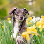 Dog Poop Pickup in Rockwood