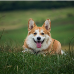 Dog Poop Pickup in Rockwood