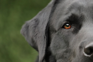 Dog Poop Pickup in Rockwood