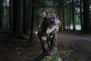 Dog Poop Pickup in Rockwood